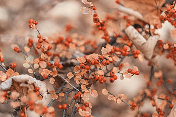 bobulové ovoce, větve stromů, červené zimovky, sušené podzimní listí, měkké bokeh pozadí, detail, fotografování přírody, sezónní ovoce, bobuloviny, podzimní listí, zimní bobule
