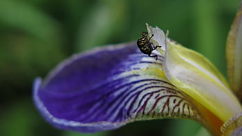 beetle, white Pointed Sword Lily Weevil, iris Weevil, weevil, lily, petal, plant, animal, insect, nature