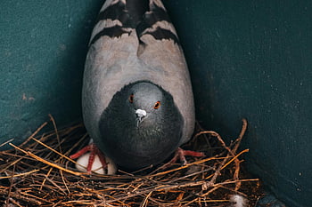 pigeon nesting, pigeon eggs, sticks nest, bird nesting behavior, close-up pigeon, bird in nest, pigeon close-up, pigeon habitat, avian nesting site