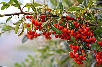red Berries, pyracantha, autumn, red Seeds, fruits, thorny Branch, decorative Plant, botany, park, garden, nature
