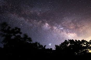 木、 夜、 星空、 空、 銀河、 スペース、 シルエット、 自然、 天文学、 屋外、 星