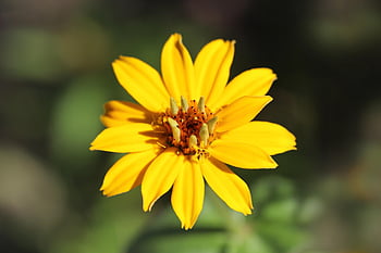 acapulco Wedelia, wedelia Acapulcensis, sunflower, yellow Flower, flower, beautiful Flowers, plant, petals, stamens, pistils, flower Background