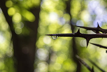 point, sharp, thorn, water Droplet, jagged, bokeh, nature, forest, rain, thorny, silhouette