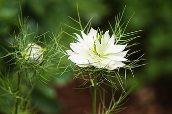 virgin în verde, nigella damascena, alb, grădină negru cumin, flori frumoase, a închide, inflori, a inflori, natură, floare, planta de gradina