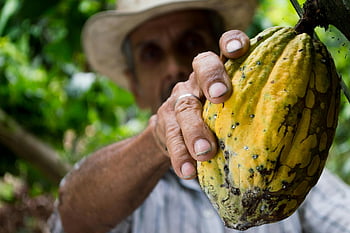 buah kakao, Kakao kuning, tangan petani, pod kakao matang, musim panen, Perkebunan yang subur, Cocoa Harvest, memetik petani, Perkebunan Kakao