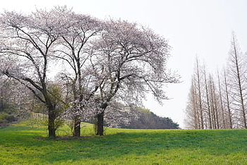 primavera, Corea, Repubblica di Corea, natura, stagno, acqua, sfondo di fiori, carta da parati floreale, fiore, foresta, fiore di ciliegio