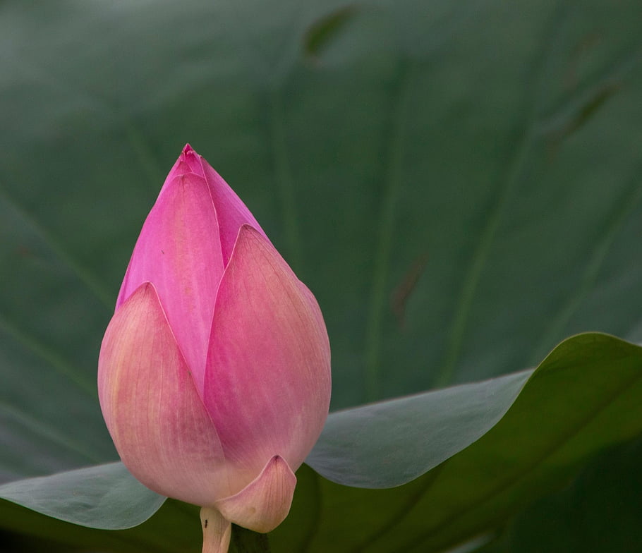 flower, lotus, bud, plant, lotus Bud, pink Flower, petals, water Lily, aquatic Plant, pond, nature