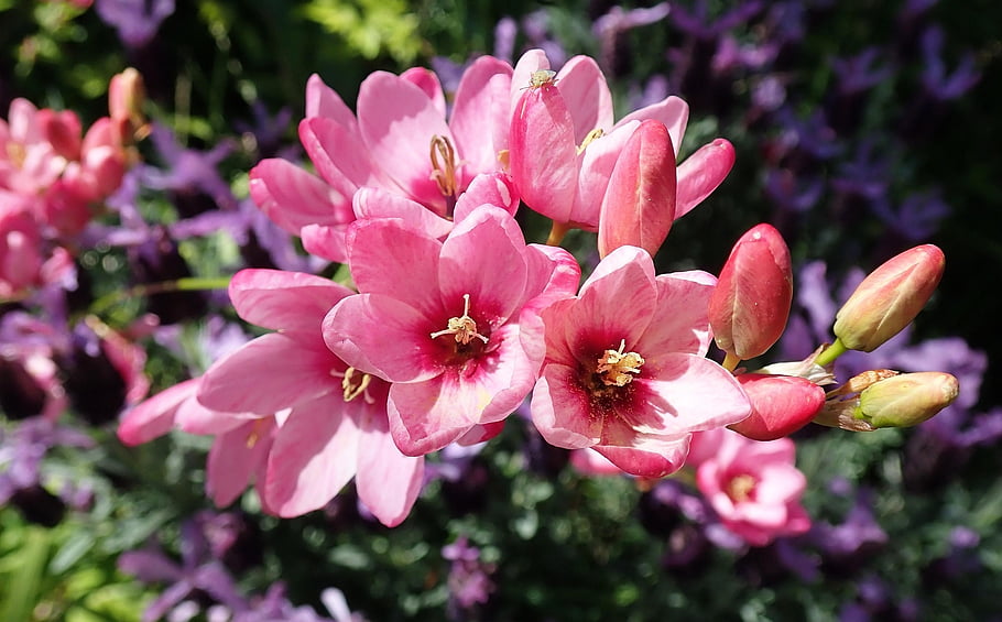 flowers, pink, ixia, flower Background, bulbs, plants, flower Wallpaper, spring, garden, beautiful Flowers, nature