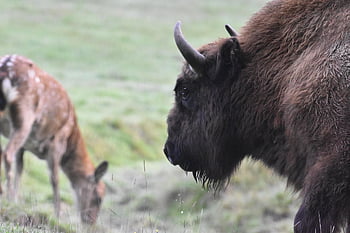 bizona, zoo, zvířat, Příroda, savec, stádo, přírodní rezervace, sika jelen