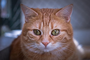 katt, makrell, ta bilder, portrett, moro, rød, dyr, tabby katt, kattunge, puss, rød katt