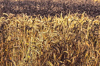 grain, cornfield, field, agriculture, nature, harvest, country Life