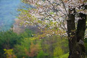เชอร์รี่, ดอกซากุระ, ดอกไม้, ฤดูใบไม้ผลิ, สีเขียว, ธรรมชาติ, ต้นไม้, วอลล์เปเปอร์ดอกไม้, สวย, จอด, สีชมพู