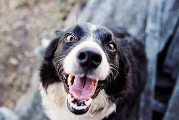 Border Collie, black and white, shallow focus, playful dog, joyful expression, tongue out, adult dog, close-up photography, pet photography, outdoor dog, happy dog