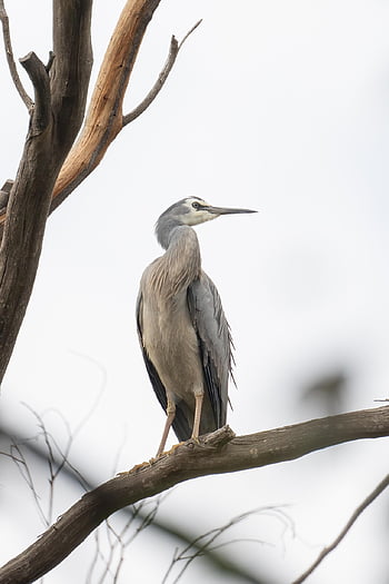 white-faced Heron, heron, egretta Novaehollandiae, bird, animal, wildlife, feathers, plumage, wings, bill, beak