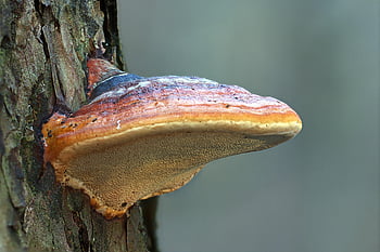 mushroom, reishi, tree Mushroom, tramete, reddening Tramete, saprophyte, decomposition, jaw