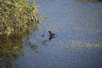 Kormorán pygmejský, pták, jezero, zvíře, volně žijících živočichů, Příroda, voda, odraz, migrace ptáků, přírodní rezervace, Údolí Hula