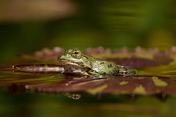 frog, animal, pond, water, nature, amphibian, swim, vertebrate, animal Photography