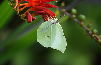 zelí bílý motýl, hmyz, motýl, entomologie, zahrada, Příroda, květ, zblízka, rostlina, zvíře, pieris rapae
