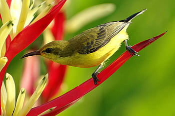 Selektive Fokusfotografie, Schwarzgrüner gelber Vogel, Langschnabeler Vogel, tropischer Vogel, rote Blume, gelbe Blume, Naturfotografie, Vogel auf Blume, leuchtende Farben, Tierfotografie, Nahaufnahmen