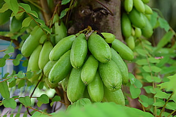 fruit, healthy, angry, vitamins, juicy, cucumber Tree, linguee, bilimbi