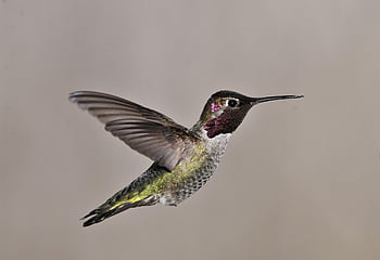 bird, anna's Hummingbird, ornithology, species, fauna, avian, animal, beak, wildlife, flying, wings
