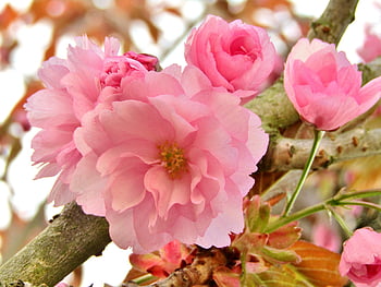 prydende kirsebær, japansk kirsebær, vår, rosa, hvit, blomstre, natur, blomst, gren, hage, kirsebærblomst