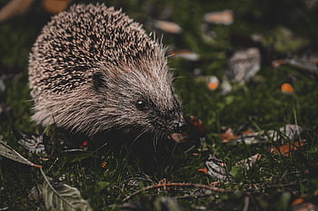 hedgehog, animal, spur, nature, mammal, prickly, cute, crepuscular, nocturnal