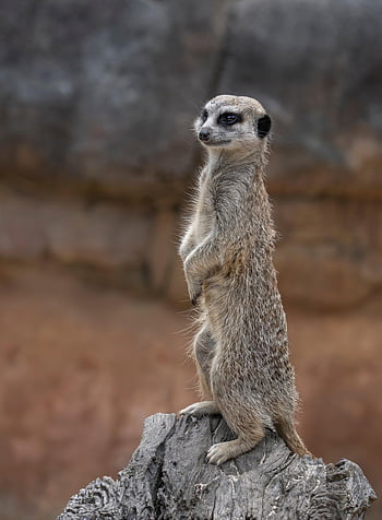 Meerkat, suricate, indiai menyét, suricata suricatta, vadvilág, állatkert, állat, emlős, természet, afrikai, álló