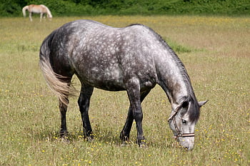 Apple plíseň, kůň, pást se, plíseň, zvíře, pastvina, jízda na koni, reiterhof, savec, paddock, spojka