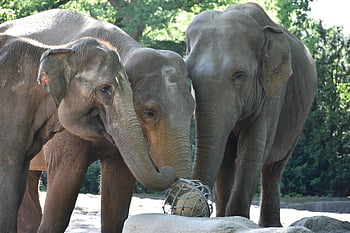 hagenbeck،  هامبورغ،  الفيلة،  حديقة حيوان،  للعب،  الحيوانات البرية،  الفيل
