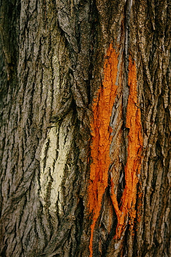 tree bark, rough texture, orange sap, unique patterns, detailed texture, natural surface, tree trunk, bark patterns, orange streaks, rough surface, tree detail