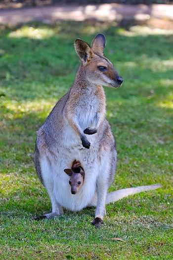 kanguru, joey, ibu kanguru, kantong, rumput, brisbane, australia, margasatwa, berkantung, hewan, alam
