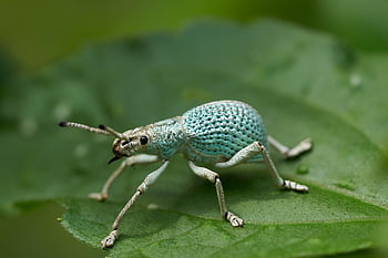 green, nature, macro, insect, bug, andre, mouton