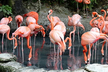 hejno plameňáků, růžové plameňáci, klidný rybník, přirozené prostředí, krása divočiny, Skupina plameňáků, Flamingo shromáždění, Flamingo Pond, Flamingo Habitat, Flamingo Wildlife, Flamingo scéna