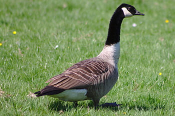 χήνα καναδάς, branta, canadensis, χήνα, γκρο πλαν, φύση, υδρόβιο πτηνό, ζώο, πουλί