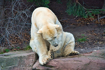 ledový medvěd, medvěd, zoo, Zoo Norimberk, zábava, divoké zvíře, zvíře, poškrábat, svědění, portrét, zvířecí portrét