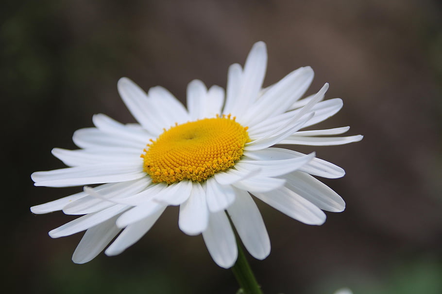 bunga, bunga aster, kamomil, padang rumput, alam, taman, mekar, makro, kuning, Kepala kelopak, di luar rumah