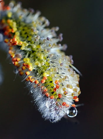 willow, flower Background, bud, spring, nature, rain, close, plant, flower, flowering, tree