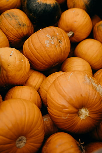orange Kürbisse, Visuals mit Herbstmotiven, saisonale Dekorationen, lebendige Sammlung, Herbsternte, Kürbisbeet, Herbstsaison, Erntedankfest, Orangensaft, Herbst Dekor, Saisonale Kürbisse