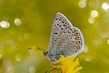 hauhechel modrá, motýl, květ, hmyz, krásné květiny, zvíře, křídlo, rostlina, louka, Příroda, bokeh
