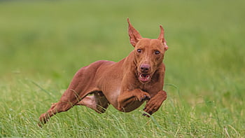 dog, running, beautiful, field, happy, friendly, active, athletic, competition, course, coursing