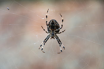 evropský zahradní pavouk, pavouk, pavučina, pavoučí síť, araneus diadematus, pavouk diadem, tkalcovský, pavoukovec, web, Příroda, makro