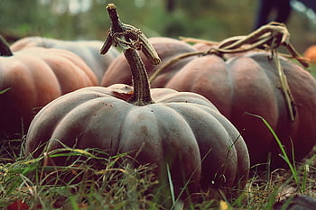 pumpkin, vegetables, harvest, squash, produce, food, healthy, countryside, nature