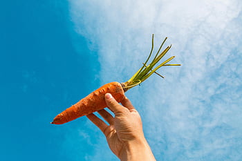 oranžová mrkev, čerstvá mrkev, Ruční držení mrkev, jasně modrá obloha, přírodních produktů, Detailní mrkev, Venkovní mrkev, zdravé jídlo, zeleniny, farmě čerstvé, pozadí oblohy