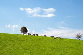krowy, pastwisko, Natura, wzgórze, łąka, bydło, lekkie niebo, krajobraz, cattles, pochmurny, horyzont