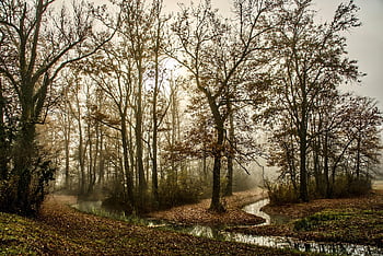 trees, forest, fog, foggy, foggy Morning, stream, haze, brook, mist, pathway, autumn