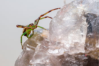 pavouk, pavoukovec, koule, zelený krab pavouk, tkadlec, hmyz, Chyba, arachnofobie, Příroda, volně žijících živočichů, živočišného světa