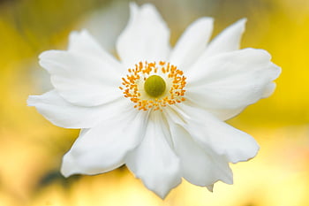 anemone, fiore, fiore bianco, petali, petali bianchi, fiorire, fioritura, flora, pianta, sfondo di fiori, giardino