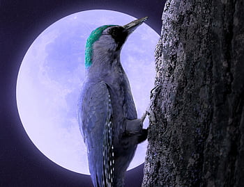 woodpecker, close-up, night, moonlight, moon, full Moon, light, purple, starry Sky, night Star, star