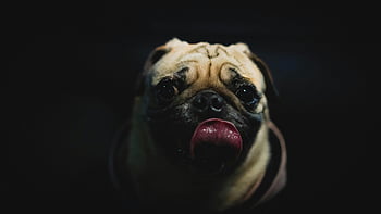 pug, cute pug, close-up portrait, black background, tongue out, dog, pet, animal, cute dog, pug face, pug tongue